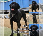 Onyx from Korea - Male Labrador Retriever Dog for Adoption - Small photo