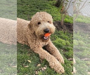 Father of the Goldendoodle puppies born on 05/18/2025