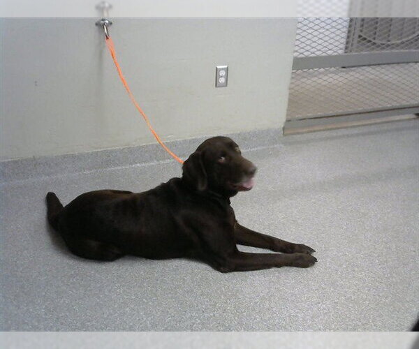 Medium Photo #1 Labrador Retriever-Unknown Mix Puppy For Sale in Pasadena, TX, USA