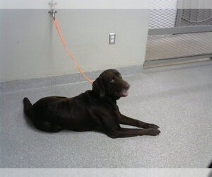Labrador Retriever-Unknown Mix Dogs for adoption in Pasadena, TX, USA