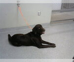 A189011 - Male Labrador Retriever-Unknown Mix Dog for Adoption - Small photo