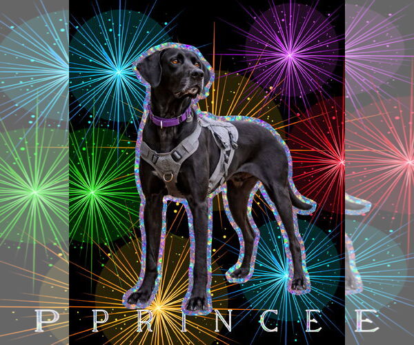 Medium Photo #2 German Shorthaired Pointer-Unknown Mix Puppy For Sale in Spotsylvania, VA, USA