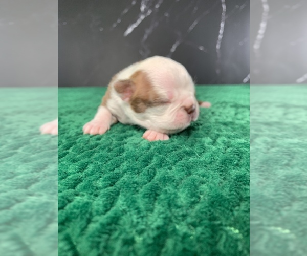 Medium Photo #8 Boston Terrier Puppy For Sale in TULARE, CA, USA