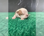 Small Photo #8 Boston Terrier Puppy For Sale in TULARE, CA, USA
