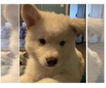 Puppy 4 Samoyed-Siberian Husky Mix