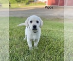 Small #6 Labrador Retriever