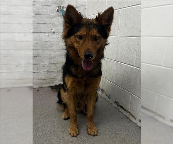 Medium Photo #1 German Shepherd Dog-Unknown Mix Puppy For Sale in San Bernardino, CA, USA