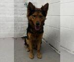 Small German Shepherd Dog Mix