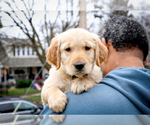 Small Photo #14 Golden Retriever Puppy For Sale in GRAND RAPIDS, MI, USA