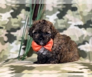 Havashu-Poodle (Miniature) Mix Puppy for sale in LAKELAND, FL, USA