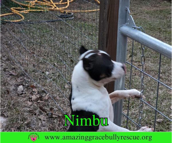 Medium Photo #2 Bulldog-Unknown Mix Puppy For Sale in Milton, FL, USA