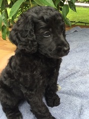 Poodle (Standard) Puppy for sale in GILBERTSVILLE, PA, USA