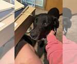 Small #5 Labrador Retriever Mix