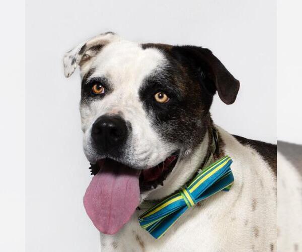 Medium Photo #1 Saint Bernard-Unknown Mix Puppy For Sale in Santa Barbara, CA, USA