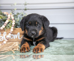 Puppy Kass Bernedoodle-Labrador Retriever Mix