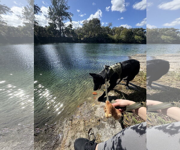 Medium Photo #3 German Shepherd Dog Puppy For Sale in Plantation, FL, USA