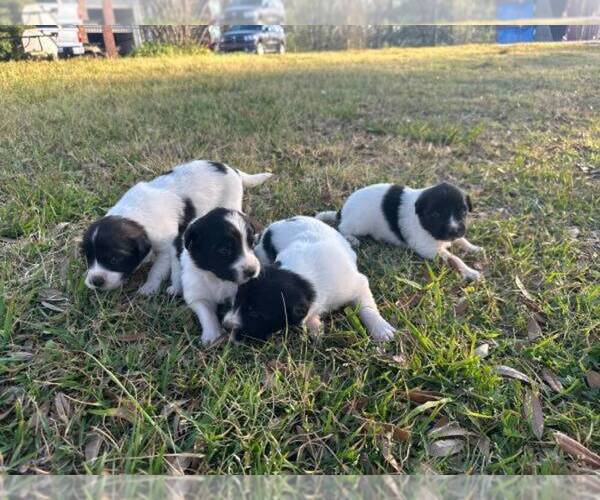 Medium Photo #6 Karakachan Puppy For Sale in ELM GROVE, LA, USA