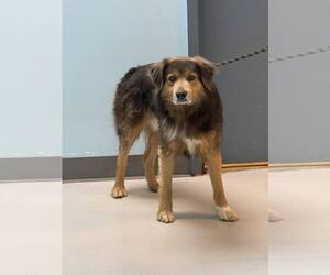 Australian Shepherd-Unknown Mix Dogs for adoption in Pryor, OK, USA