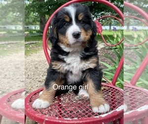Bernese Mountain Dog Puppy for Sale in FARWELL, Minnesota USA