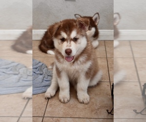 Siberian Husky Puppy for sale in BAYTOWN, TX, USA