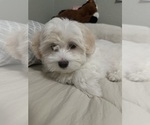 Small #1 Maltese