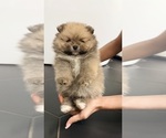Small #7 Pomeranian