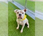 Small #1 American Pit Bull Terrier