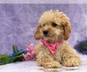 Cavapoo Puppy for sale in LANCASTER, PA, USA