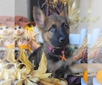 Small Photo #1 German Shepherd Dog Puppy For Sale in HUDSON, FL, USA