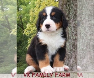 Bernese Mountain Dog Puppy for sale in MARTINSVILLE, IN, USA
