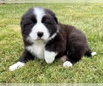 Small #5 Australian Shepherd