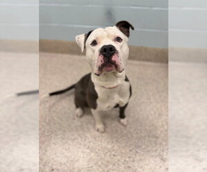 Mutt Dogs for adoption in Brighton, CO, USA