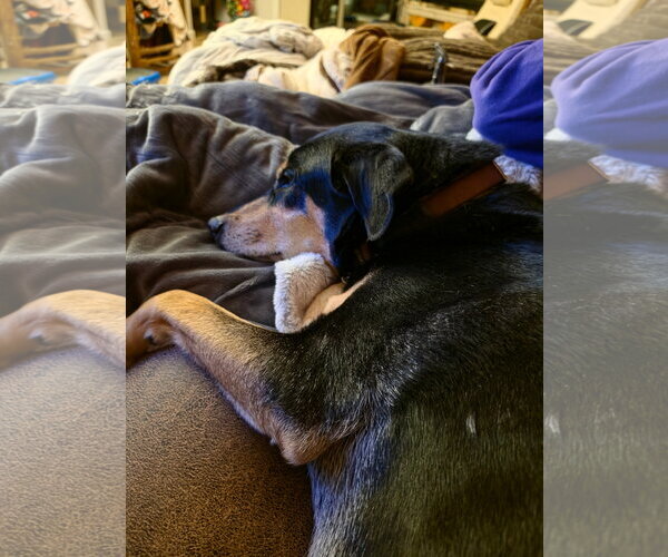 Medium Photo #4 Doberman Pinscher-Siberian Husky Mix Puppy For Sale in Minneaoplis, MN, USA