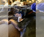 Small #3 Doberman Pinscher-Siberian Husky Mix