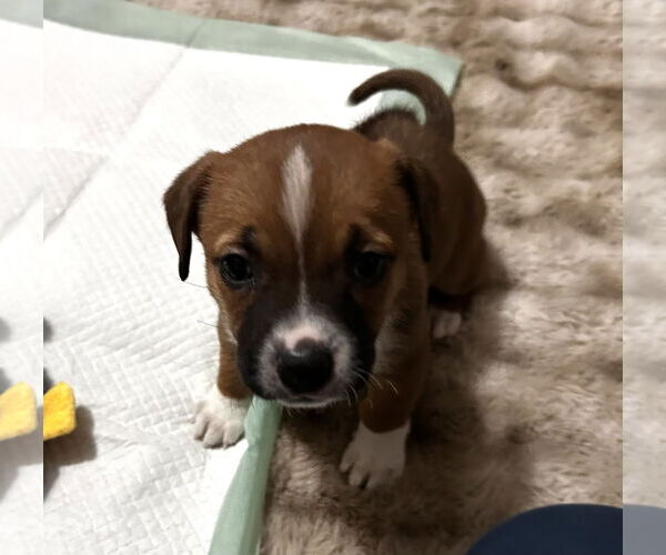 Medium Photo #3 Toy Rat Doxie Puppy For Sale in Holly Springs, NC, USA