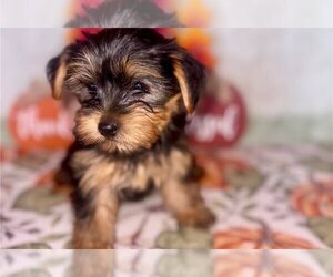 Yorkshire Terrier Puppy for sale in GREENVILLE, SC, USA