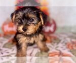 Small Yorkshire Terrier