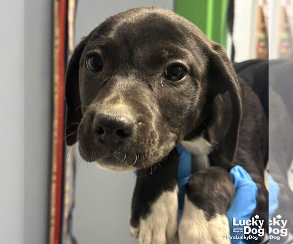 Medium Photo #2 Labrador Retriever-Unknown Mix Puppy For Sale in Washington, DC, USA