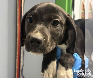 Labrador Retriever-Unknown Mix Dogs for adoption in Washington, DC, USA