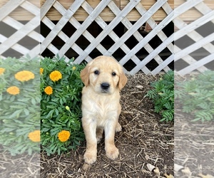 Golden Retriever Puppy for sale in HILLSBORO, WI, USA