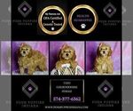 Small #1 Goldendoodle (Miniature)