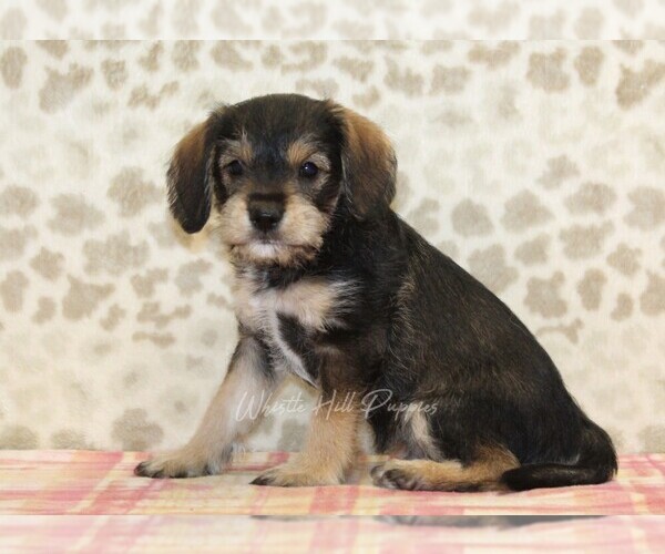 Medium Photo #4 King Schnauzer Puppy For Sale in DENVER, PA, USA