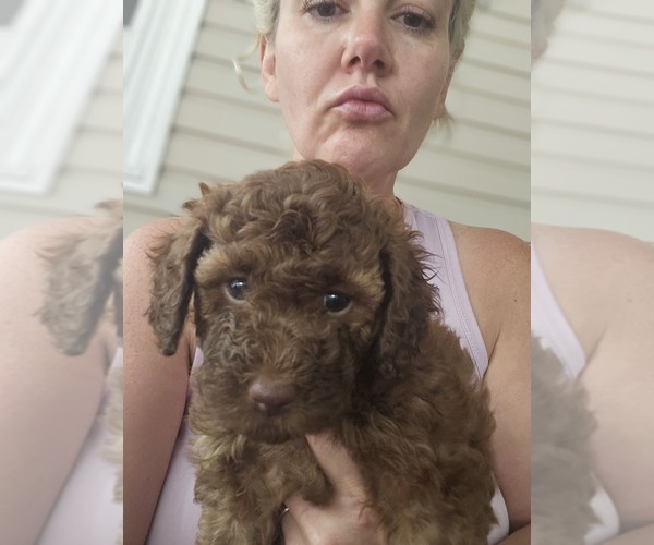 Medium Photo #4 Poodle (Standard) Puppy For Sale in SALISBURY, NC, USA