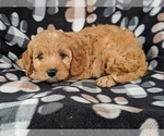 Small Photo #2 Cavapoo Puppy For Sale in QUARRYVILLE, PA, USA