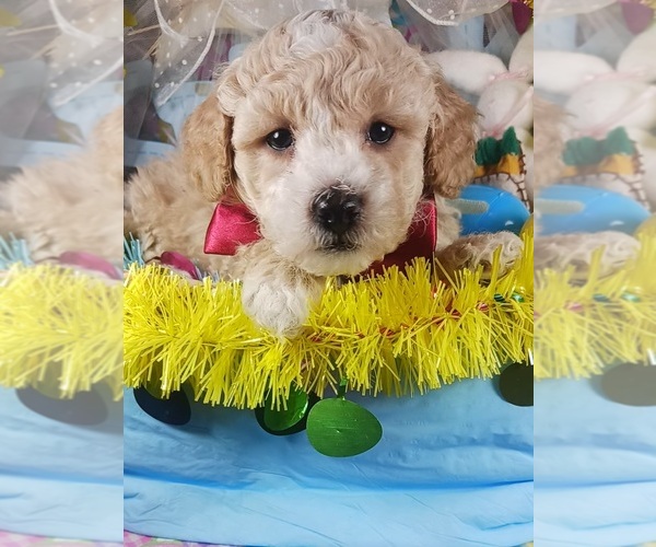 Medium Photo #1 Poodle (Toy) Puppy For Sale in SOUTHGATE, MI, USA