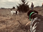 Small Photo #1 German Shorthaired Pointer Puppy For Sale in PERRY, KS, USA