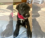 Small #1 Borador