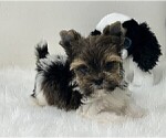 Small #4 Yorkshire Terrier