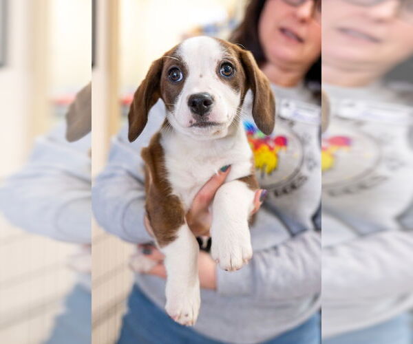 Medium Photo #3 Beagle-Unknown Mix Puppy For Sale in Mundelein, IL, USA