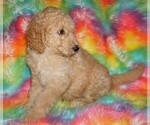 Small #7 Labradoodle mix (+ Poodle Standard)